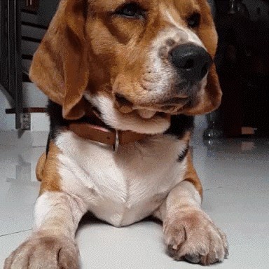 GIF: Pogledajte što napravi kad ga primite za šapu!