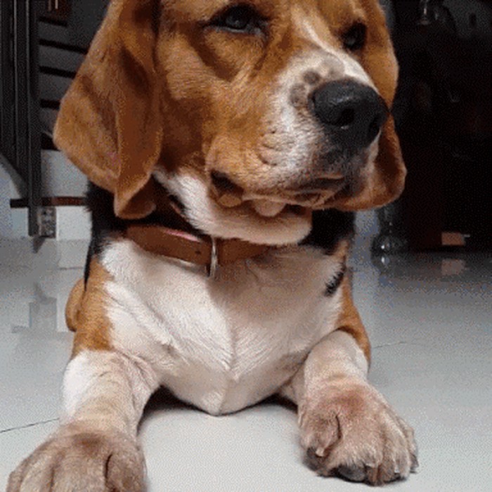 GIF: Pogledajte što napravi kad ga primite za šapu!