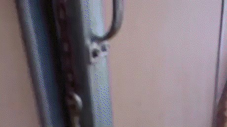 GIF: Kokoši prvi put u životu vide snijeg