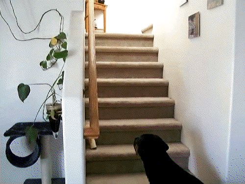 Tko je pravi vladar kuće, pas ili mačka?