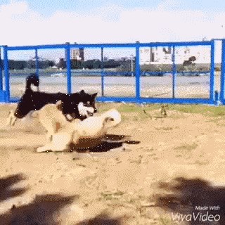 GIF: Kung fu kojeg se ne bi sramio ni Bruce Lee!