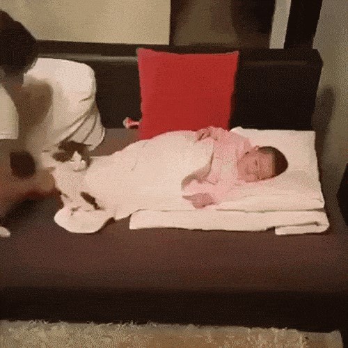 GIF: Mačka ne odustaje, našla je idealno mjesto za spavanje!