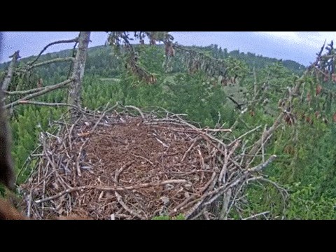 GIF: Gospodin Orao se opet kući vraća pijan kao majka