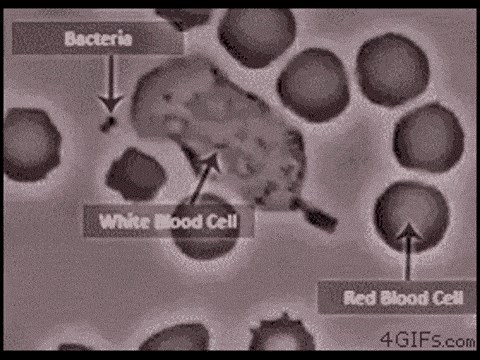 GIF: Neopjevani heroji koji žive u nama!