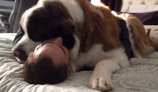 GIF: Ne kuže oni da više nisu mali