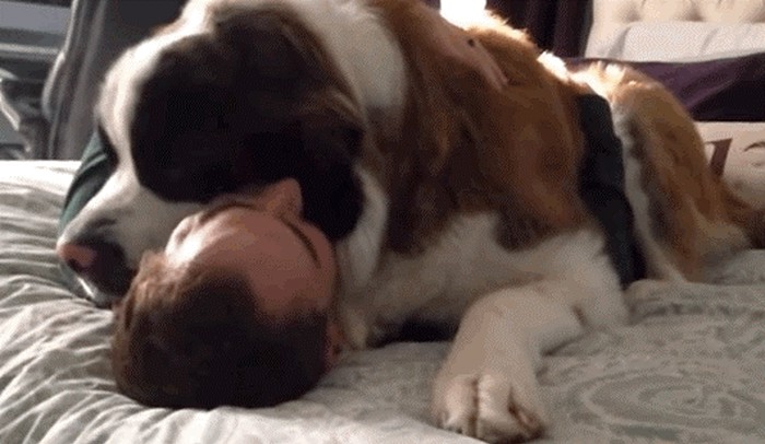 GIF: Ne kuže oni da više nisu mali