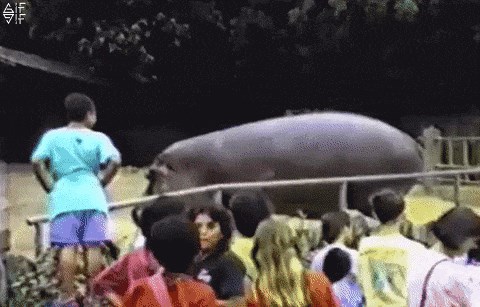 Nilski konj je otjerao posjetitelje zoološkog vrta, a nije se ni maknuo s mjesta