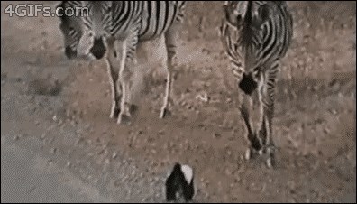 GIF: Kakav glupi lav - ovo je kralj životinja!