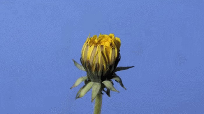 GIF: Život jednog maslačka