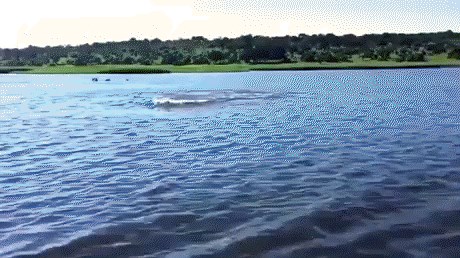 Snimio je grdosiju koja je plivala ravno prema njemu!