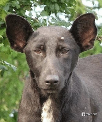 GIF: NEVJEROJATNO, pas koji se transformira u Putina