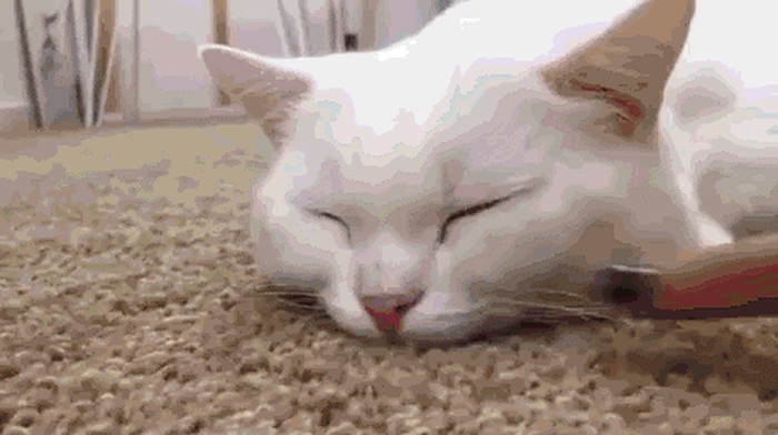 GIF: Dobro jutro! Jeste li se naspavali? Ova maca nije. :(