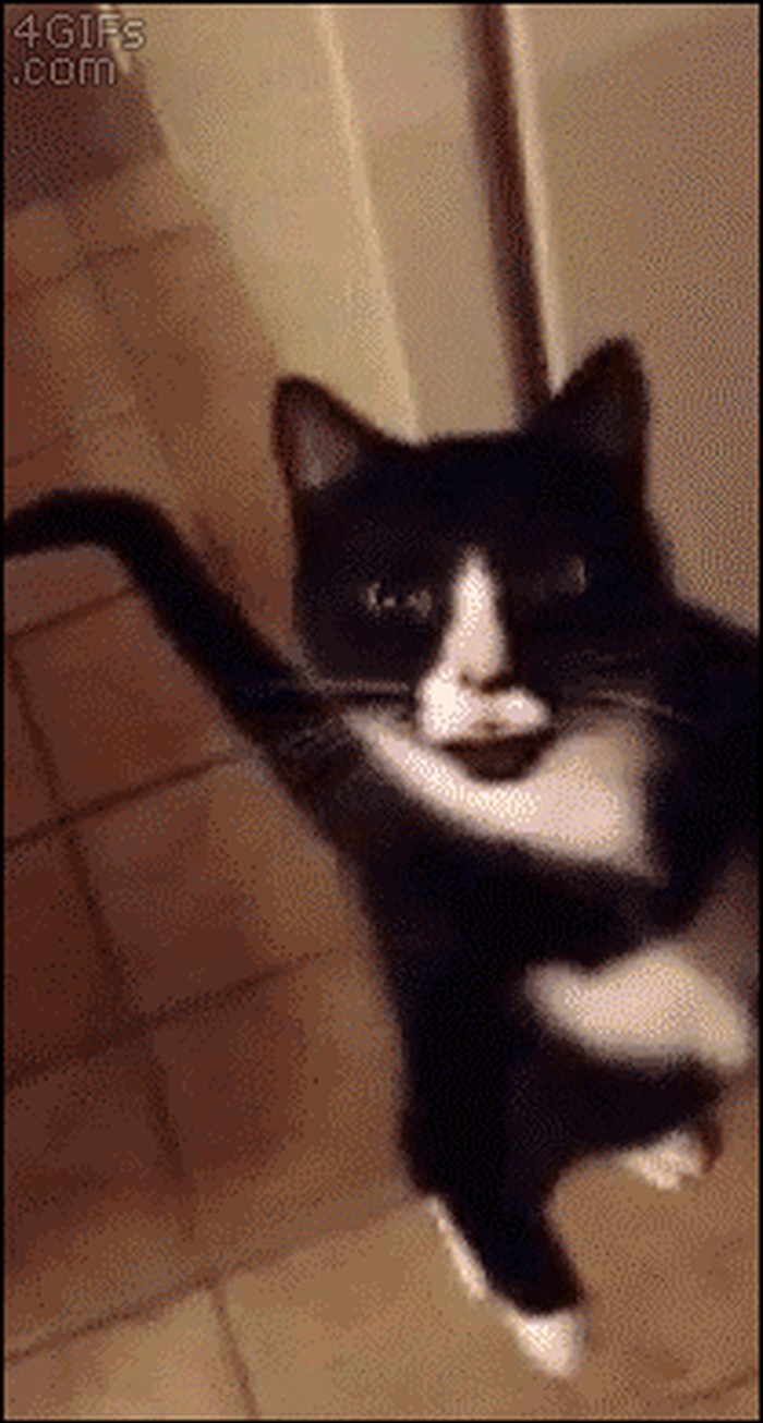 GIF: Zombie mačor hoda na dvije noge!