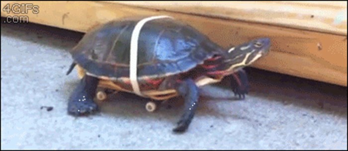 Najbrža kornjača na svijetu koristi malo pomagalo za hodanje!