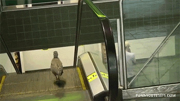 GIF: Jadničak zapeo na stepenicama