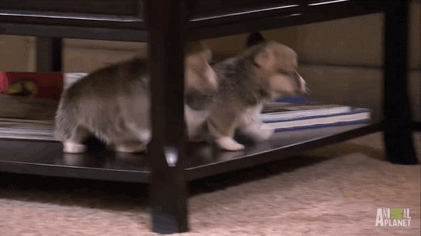 Sinkronizirano padanje sa stola