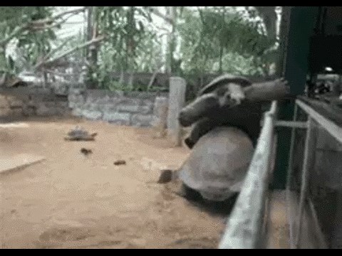 GIF: Kako znaš da je ljubavniku Kornjači bilo savršeno?