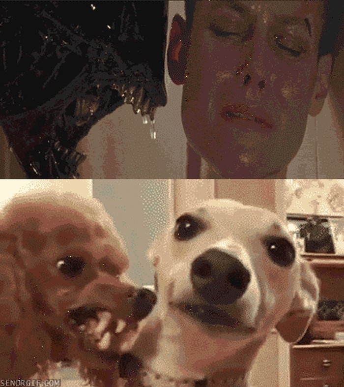 GIF: Niste znali da pudlica ima ovakve očnjake?