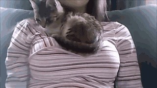 GIF: Eh, maco, tko se ne bi lijepo ugnijezdio