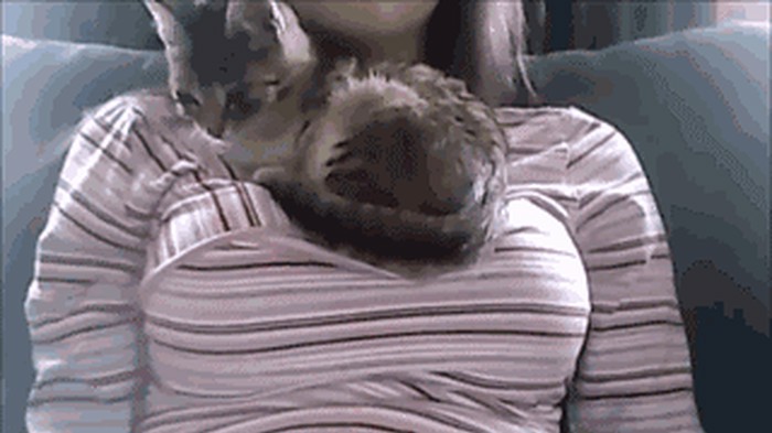 GIF: Eh, maco, tko se ne bi lijepo ugnijezdio