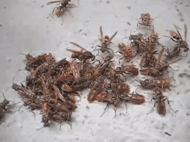 Muškarac zgrabio punu šaku osa, iznenadit će vas ono što se zatim dogodilo