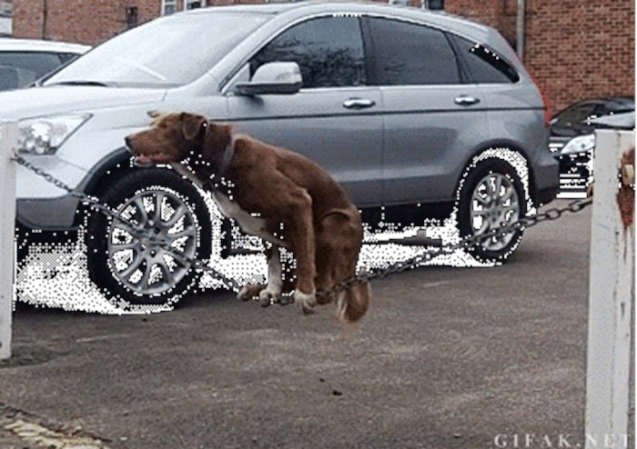 GIF: Ovo još niste vidjeli, pas gimnastičar i akrobat