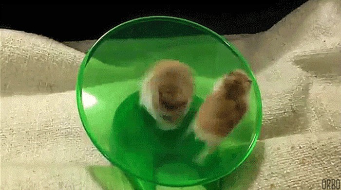 GIF: I hrčak se nekad jednostavno preda