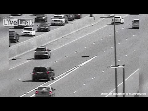 GIF: Obitelj patkica krenula preko autoceste.. hoće li uspjeti?