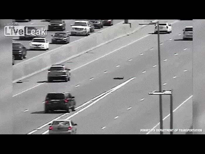 GIF: Obitelj patkica krenula preko autoceste.. hoće li uspjeti?