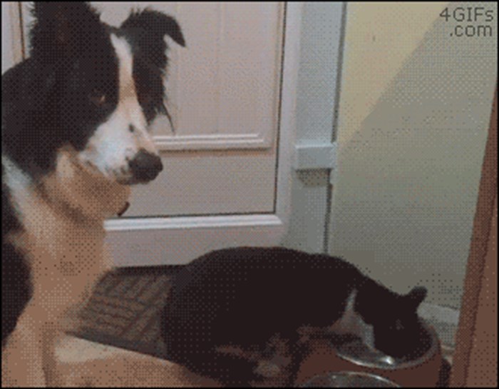 GIF: Mačka pokazuje tko je glavni u kući