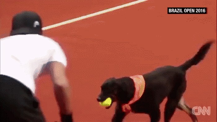 GIF: Pas uletio na teren i tenisaču ukrao loptu
