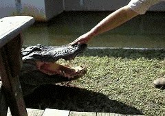 GIF: Aligator okusio ljudsku glupost