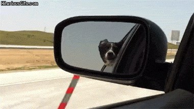 GIF: Mora se lajati na SVAKI auto!