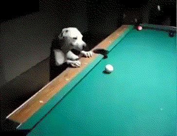 GIF: Ovaj pas je pravi majstor u biljaru!
