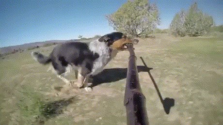 GIF: Dokazao je da psi znaju koristiti selfie štap bolje nego ljudi