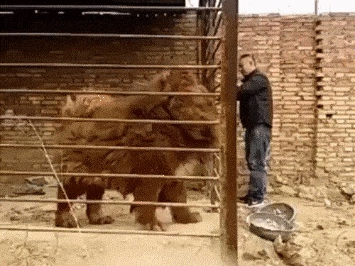 ČUPAVI DIV Većeg psa nikad niste vidjeli!