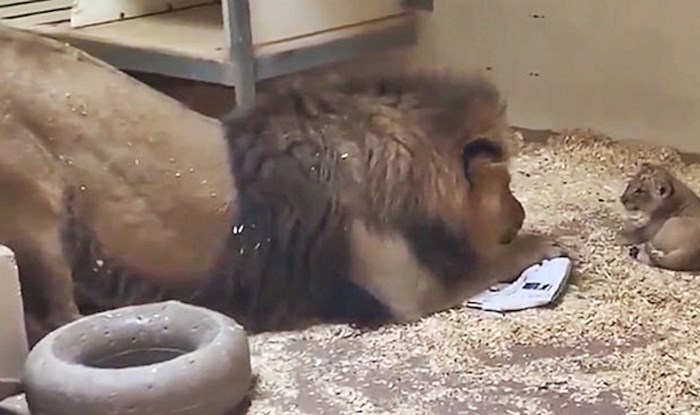 Tata lav se saginjao kako bi prvi put vidio svoju bebu, a zoološki vrt podijelio je preslatki video