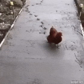 Radnici su obavili svoj posao, a onda se pojavila kokoš koja je sve uništila