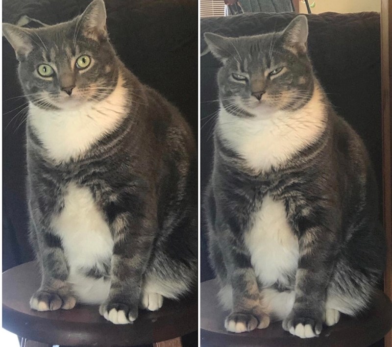 Prije i nakon što joj kažete da je dobra curica, mačja verzija...