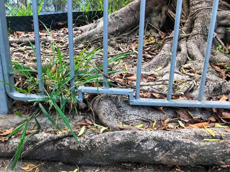 Mogli su se riješiti ovog drveta, no odabrali su puno bolji put.