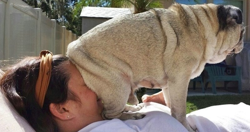 15 smiješnih slika naizgled zločestih kućnih ljubimaca koji svojim vlasnicima uvode kaos u život