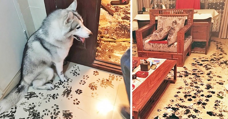 Obitelj nije bila kod kuće 3 sata. Kad su se vratili, dočekalo ih je ovo.