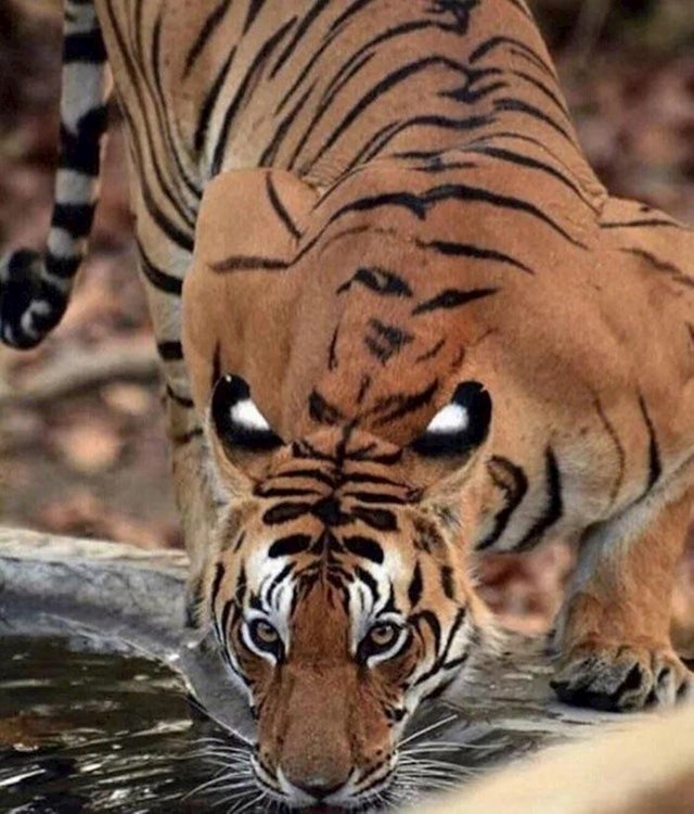 Ne, ovaj tigar nema 4 oka.