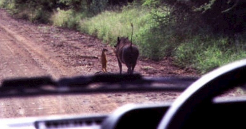 15 zanimljivih slika životinja čiji život izgleda kao film