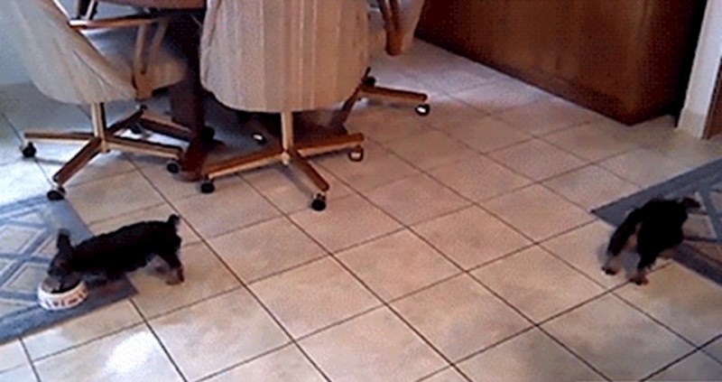 Vlasnici su svojim psićima dali hranu, a onda su primijetili nešto što ih je nasmijalo