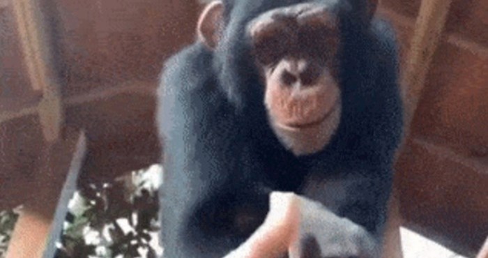 Snimio je kratki video i pokazao zbog čega mu je ovaj majmun pravi prijatelj