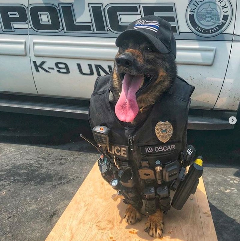 Policajčev partner je napokon položio sve ispite i može početi raditi.