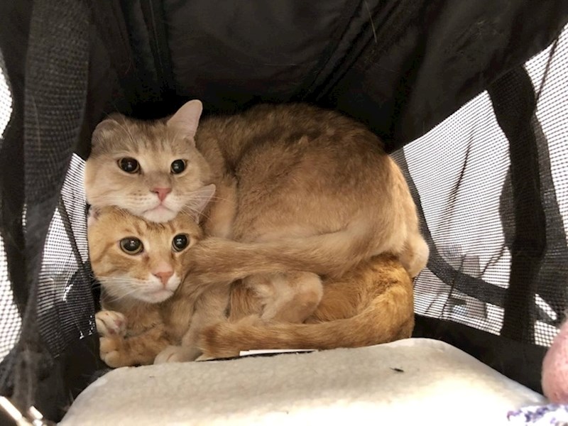 "Vetrinar je tako strašan!"