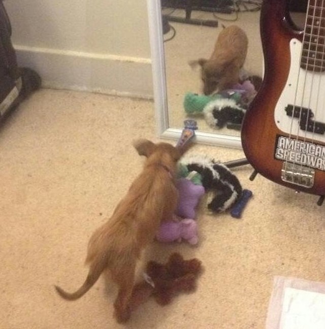 Donijela je sve svoje igračke kako bi ih podijelila sa psom iz ogledala.