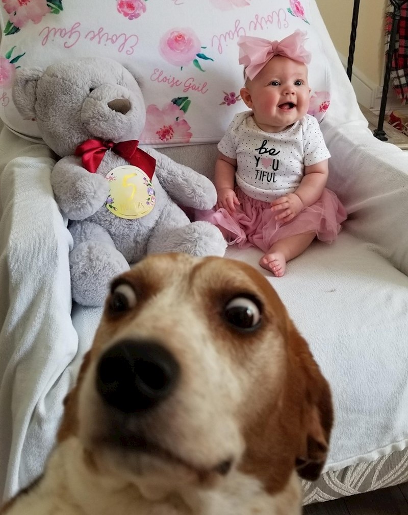 "Htjeli smo napraviti fotografiju naše kćeri, ali se pas ubacio..."